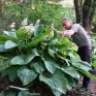hosta