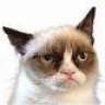 Grumpy Cat