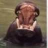 hippo_potamus