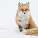 MrFox