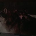 wolfy123456