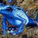 Frog666