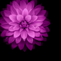 trinhtuong88