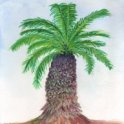 Cycads