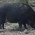 Big Boar