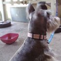 chester_00