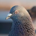 ScaryPigeon