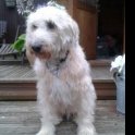 MyDogJosh