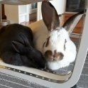 CrazyBunnyGuy