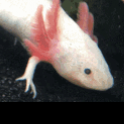 Ethan_the_axolotl