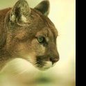DCCougar
