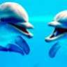 lavendarblue