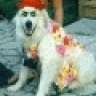 GuyWithDogs