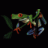 Treefrog