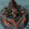 Lobsteroll