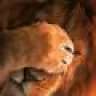 ppotter