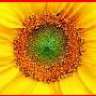 Sunflower1970