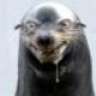 seal10