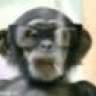 oildalemonkey