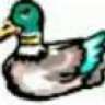 luckyduck
