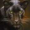 BlackLeopard