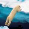 flyinpolarbear