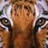 SyberTiger