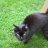 chibbsthecat