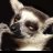 don_lemur