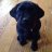 Bertie the Dog