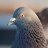 ScaryPigeon