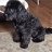Cavapoo Club