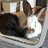 CrazyBunnyGuy