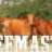 Beefmaster