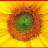 Sunflower1970