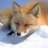 Foxykeep