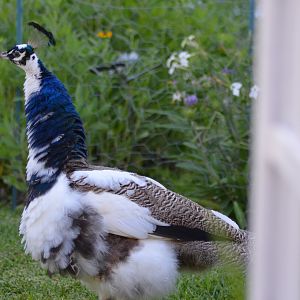 Partly white peacock fluffing his feathers