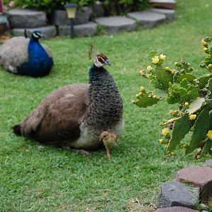 Mother peahen and chick