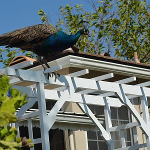 Peacock testing new arbor