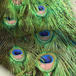 My favorite peacock's feathers