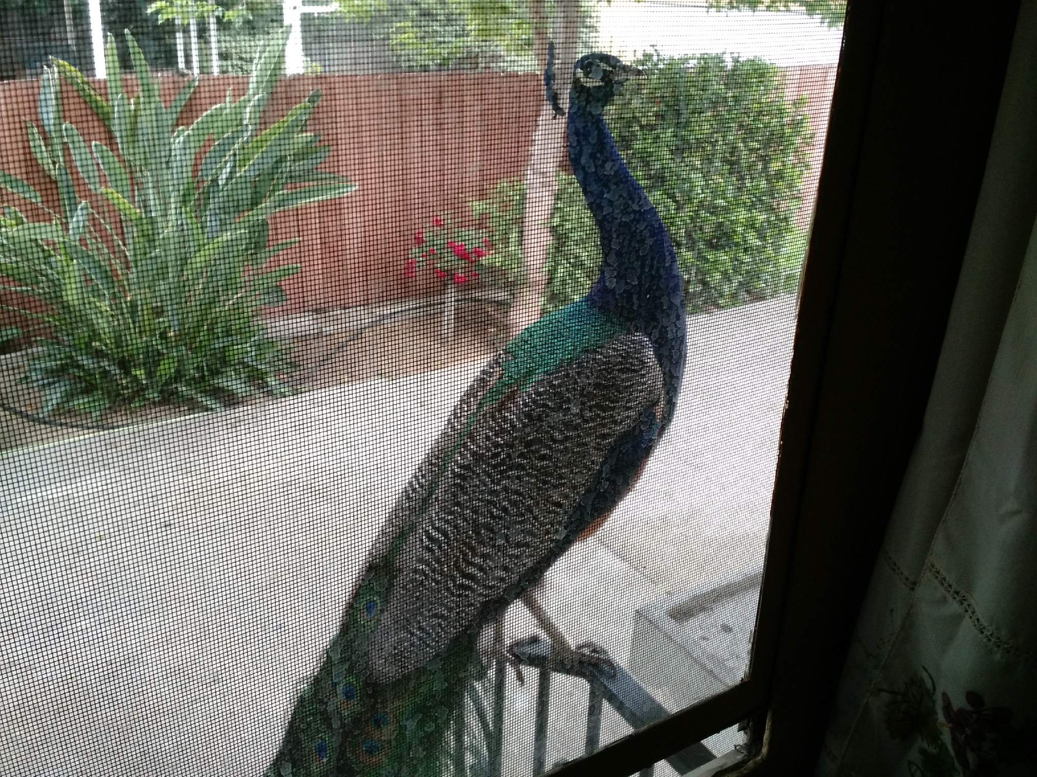My favorite peacock, at my kitchen door