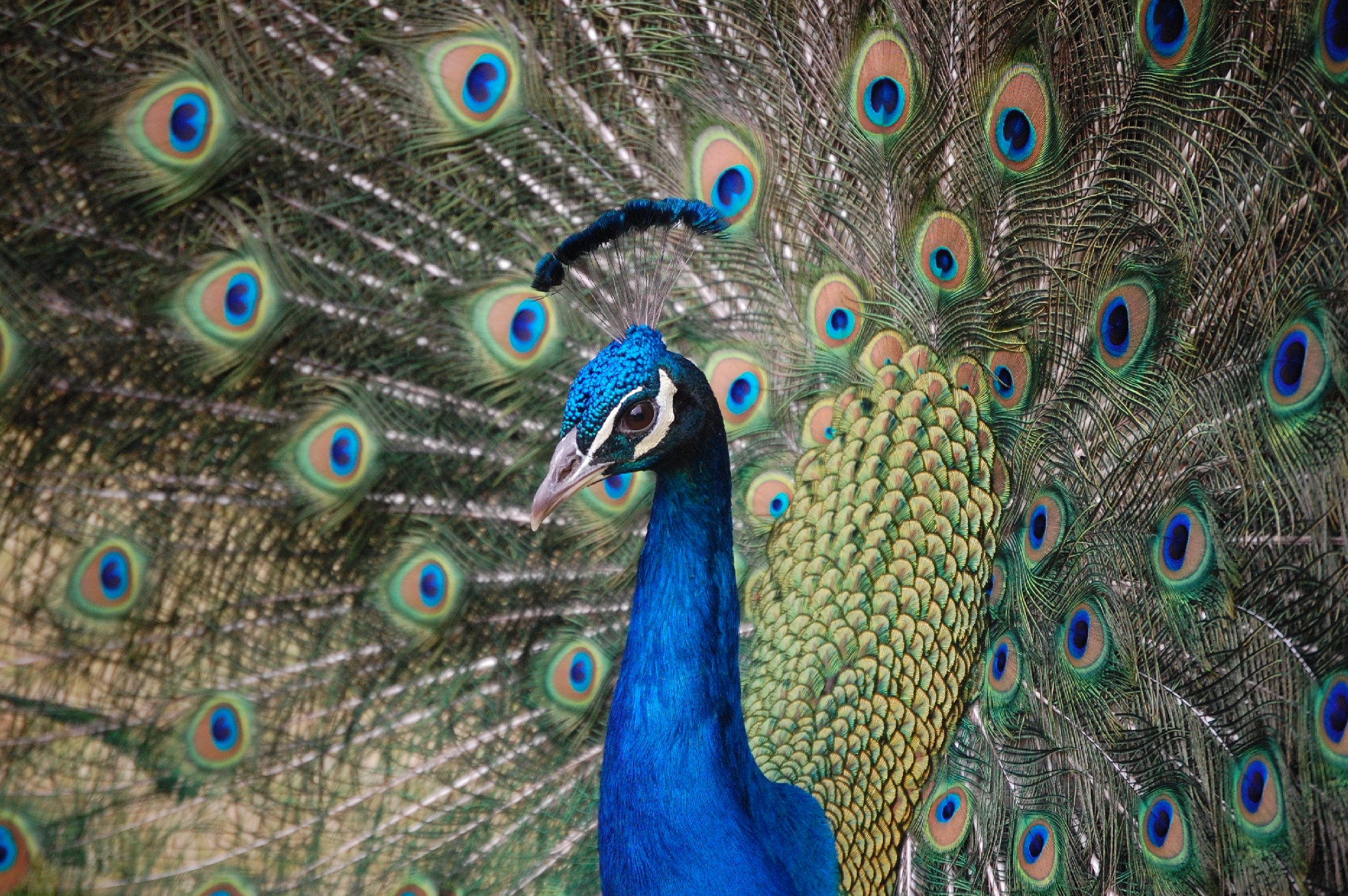 My favorite peacock