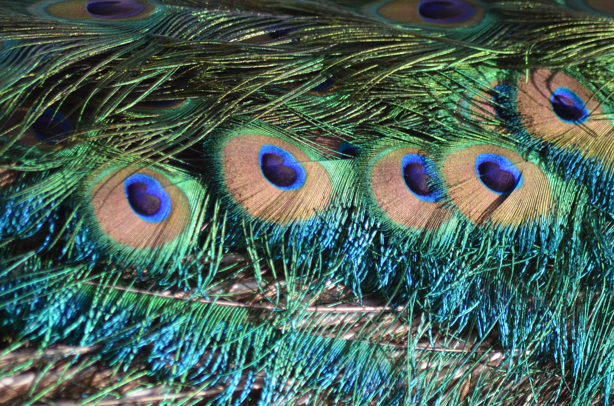 My favorite peacock's feathers